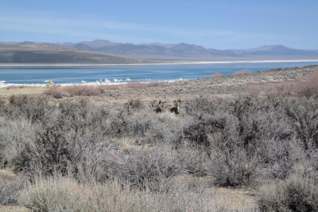 Meine Begegnung mit wilden Tieren!