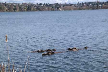 Hab ich eigentlich von den Schildkröten im Green Lake erzählt?