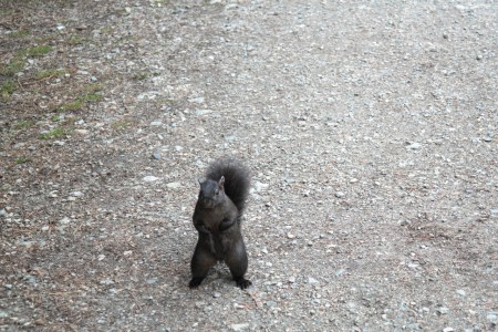 Das kleine dicke Eichhörnchen